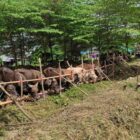 Ratusan Sapi didatangkan dari luar Pulau Kalimantan