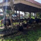 Peternakan sapi di Kukar