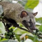Ilustrasi kopi luwak