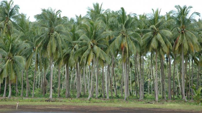 Ilustrasi perkebunan kelapa