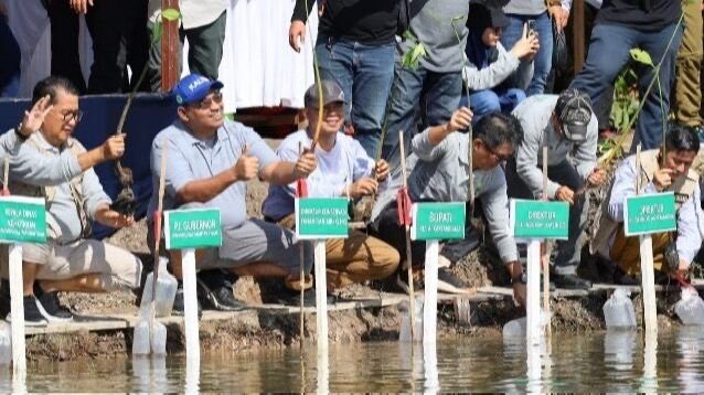Penanaman bibit pohon mangrove
