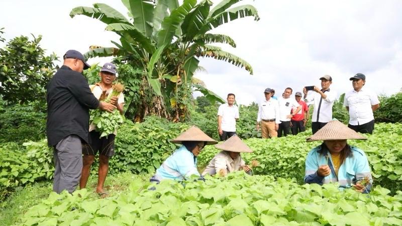 Lahan pertanian holtikultura