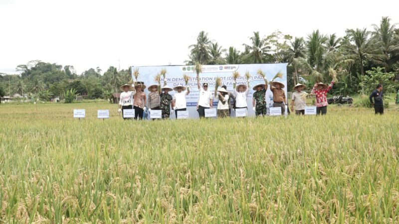 Panen Demonstration Plot (Demplot) padi di Kelurahan Bukit Biru
