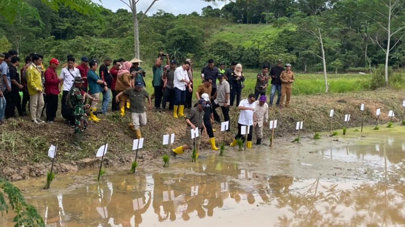 Bupati Kukar, Aulia Rahman Basri bersama Zakat Community Development melakukan penanaman padi organik (Latif)