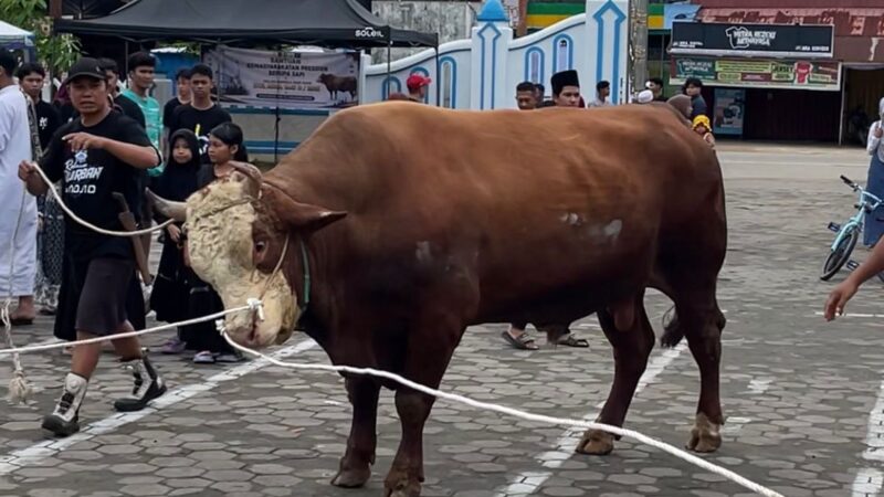 Sapi kurban Presiden RI untuk Masjid KH M Sadjid Tenggarong (Latif/Eksposisi)