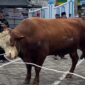Sapi kurban Presiden RI untuk Masjid KH M Sadjid Tenggarong (Latif/Eksposisi)